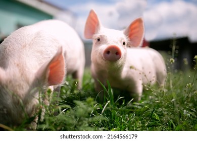 Two cutie and funny young pig is standing on the green grass. Happy piglet on the meadow, small piglet in the farm posing on camera on family farm. Regular day on the farm 