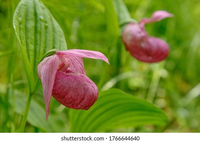 120 Cypripedium macranthon Images, Stock Photos & Vectors | Shutterstock