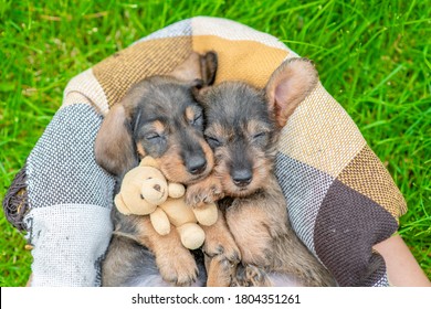 Two dachshund puppies lie inside basket on green grass and hug toy favorite bear. Top down view