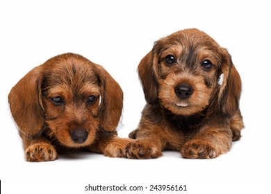Two Dachshund puppies lies on white background