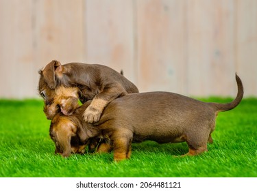 Two dachshund puppies playing on the green lawn of the backyard lawn of the house 