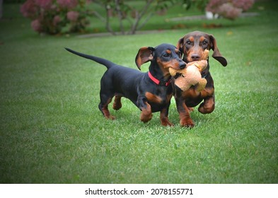 Two dachshund puppies are playing on the grass