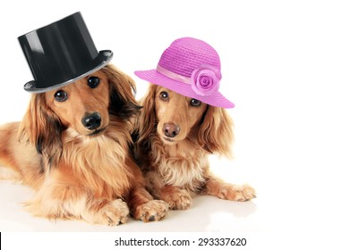 Two dachshunds, a male and female wearing a top hat and straw hat. Love and marriage concept. 