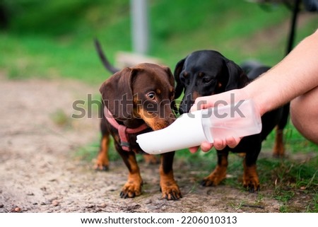 Two dachshunds, one brown and one black, drink water from portable water bottle for dogs. Dogs on the background of blurred grass. The photo is blurred