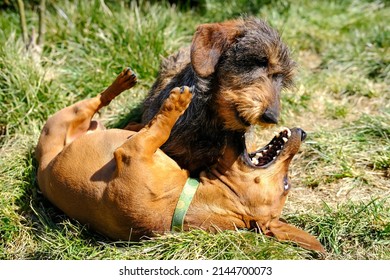 Two dachshunds are playing on the lawn.