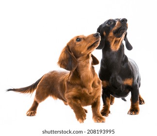 two dachshunds playing on white background