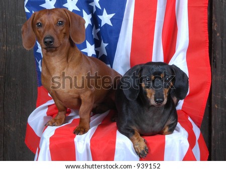 Two dachshunds sitting on a flag