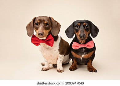 Two Dachshunds wearing bow-ties in studio