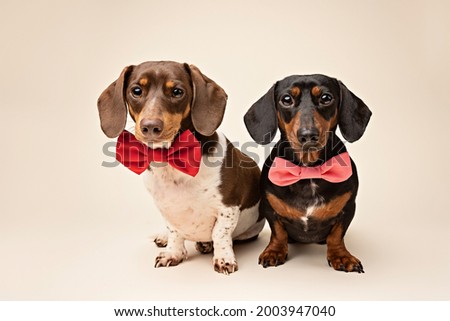 Two Dachshunds wearing bow-ties in studio