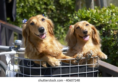 Two dachshunds which enter a basket of a bicycle.
