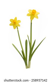 Two Daffodils Isolated On White Background