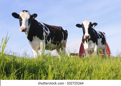 Two dairy cows stand in a pasture/Two dairy Cows/Two curious and healthy dairy cows