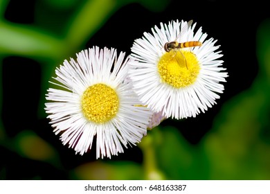 Two Daisies with Bee                             