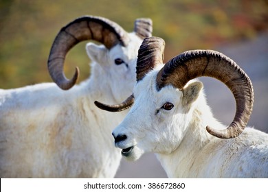 Two Dall's Sheep In Denali National Park Alaska