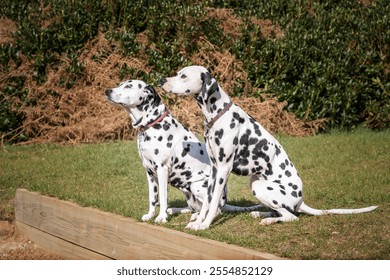 Dos perros dálmatas sentados al sol mirando hacia la izquierda en Virginia Water