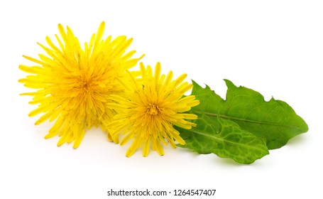 Two dandelions with leaves isolated on white background. - Powered by Shutterstock