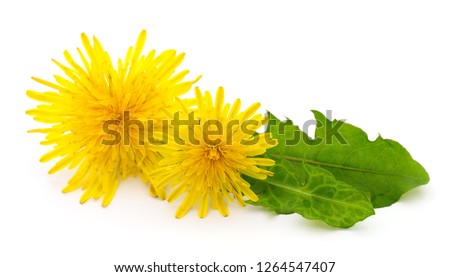 Two dandelions with leaves isolated on white background.