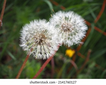 Two Dandelions Ready To Send Off Seeds