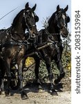 two dark brown horses pulling a carriage