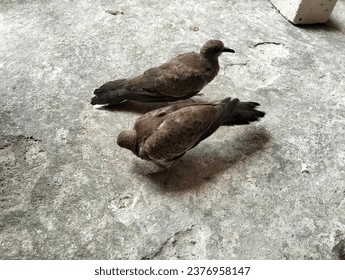 two dark brown turtle doves are playing