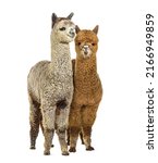 Two Dark fawn and medium silver grey alpacas together- Lama pacos, isolated on white