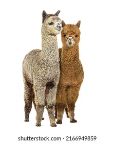 Two Dark fawn and medium silver grey alpacas together- Lama pacos, isolated on white