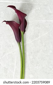 Two Dark purple Calla lily flowers on marble background. Minimal natural floral design. Close up blossoming long flower with daylight. Fresh bloom Calla buds top view, aesthetic flat lay, copy space - Shutterstock ID 2203759089