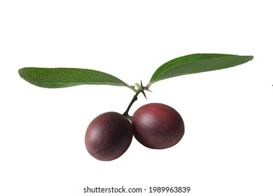 Two Dark Purple Fruits With Stems, Leaves And Thorns , Isolate.