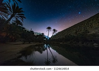 Two Date Trees Under The Stars