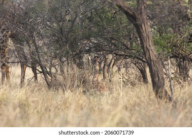 Two Day Old Giraffe Baby Resting  Under Trees, Natural Behavior.