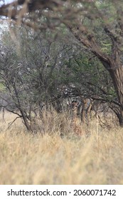 Two Day Old Giraffe Baby Resting  Under Trees, Natural Behavior.