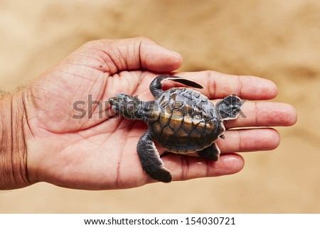 Two days old turtle on the human palm in Turtle Hatchery - Sri Lanka