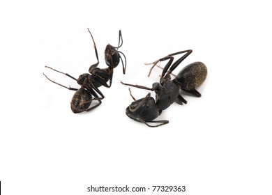 Two Dead  Ant On A White Background