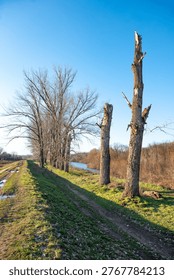 Two dead bare tree trunks standing along a muddy riverside path in winter. Scenic landscape with puddles and a clear blue sky, Nisava river, Serbia