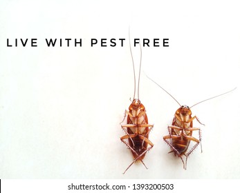 Two Dead Cockroaches On Floor Isolated In White Background With Quote Live With Pest Free