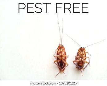 Two Dead Cockroaches On Floor Isolated In White Background With Pest Free 