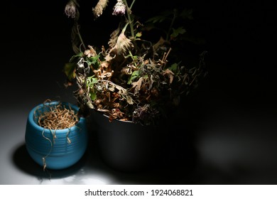 Two Dead Flowers In Flowerpots On A Black Background Are Illuminated By White Light. A Dried Flower In A Blue And Gray Pot Glows In The Dark. Dry Indoor Plants.