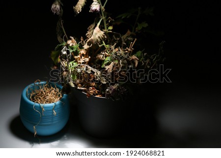 Two dead flowers in flowerpots on a black background are illuminated by white light. A dried flower in a blue and gray pot glows in the dark. Dry indoor plants.