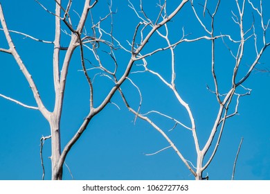 Two dead fruitless leafless trees with clear blue sky background