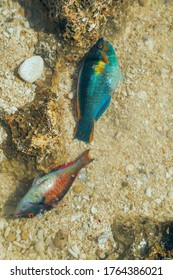 Two Dead Goldfish In A Puddle