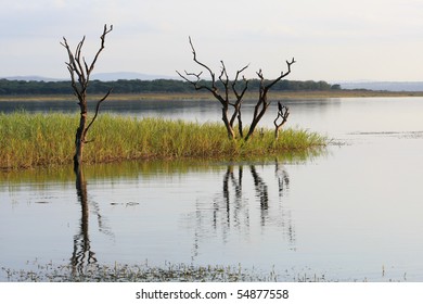 Two dead trees on the edge of a lake in south africa's kwa-zulu natal region - Shutterstock ID 54877558