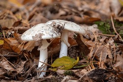 Two Death Cap Mushroom On The Forest Floor With Autumnal Foliage