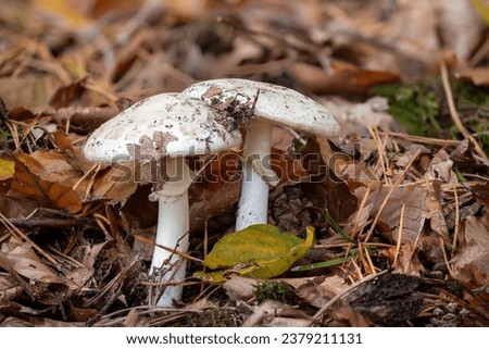 Two death cap mushroom on the forest floor with autumnal foliage