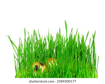Two decorative Easter eggs, adorned with unique patterns, are nestled in a bed of fresh, bright green grass, symbolizing the joy of springtime festivities. Isolated on white. Copy space