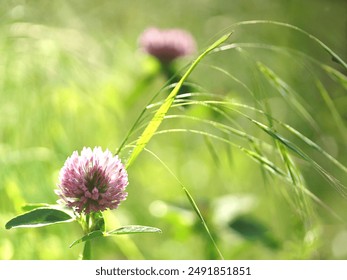 Two deep pink feather clover flowers (Trifolium pratensis), one in foreground and one in the background, on a meadow of wild grass. Photographed in natural daylight. Green natural bokeh. - Powered by Shutterstock