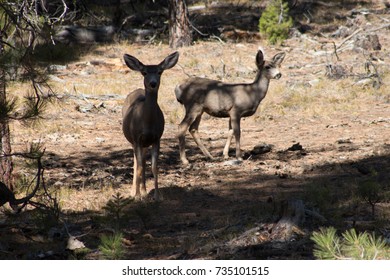 Two deer alert