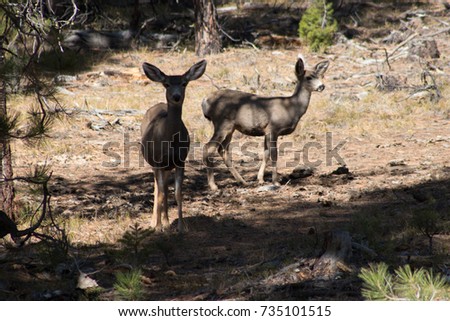 Two deer alert