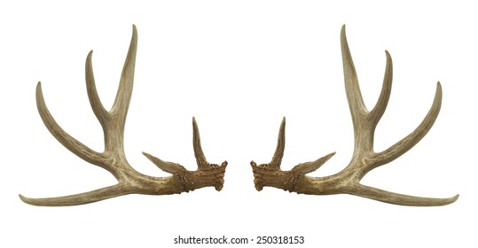 Two Deer Antlers Isolated on a White Background.