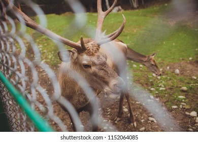 two deer behind the net