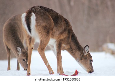 Two Deer Feed Peacefully In The Snow In The Woods. A Beautiful Male Northern Cardinal Feeds Besides Them.